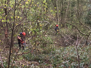 Coppicing at Bull’s Wood - Will Cranstoun 