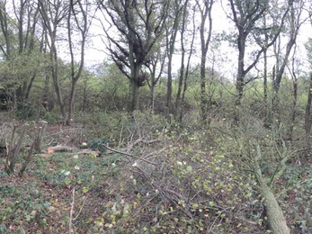 Coppicing at Bull’s Wood - Will Cranstoun 