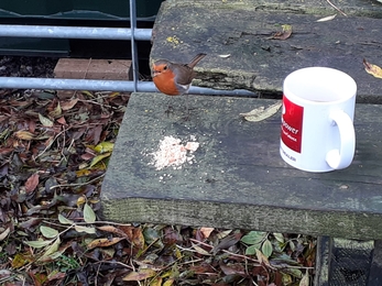 Robin at Trimley Marshes – Joe Underwood  