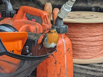 Robin at Trimley Marshes – Ella Broom