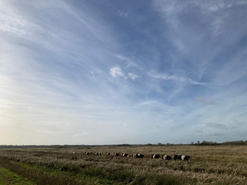 Belties winter grazing - Matt Gooch 