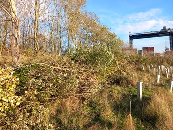 Dead hedge at Trimley Marshes - Ella Broom 