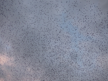 Starlings at Lackford Lakes - Mike Andrews