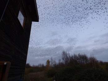 Starlings at Lackford Lakes - Mike Andrews