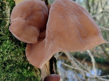 Jelly ear fungus at Lackford Lakes – Michael Andrews 