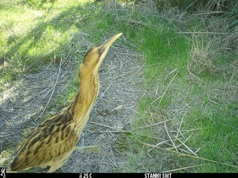 Bittern at Stanny Marshes  