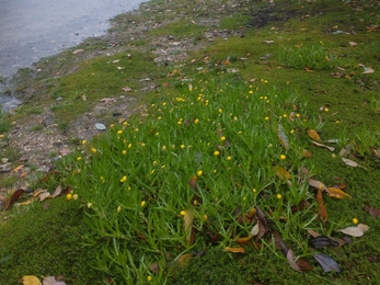 Brass buttons on Lound Lakes island – Andrew Hickinbotham 