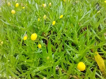 Brass buttons on Lound Lakes island – Andrew Hickinbotham 