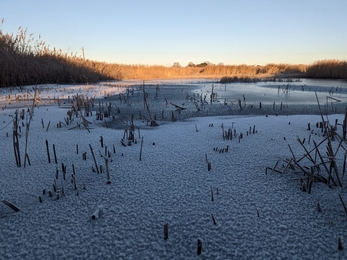 Hen Reedbeds – Jamie Smith 