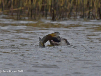 Otter with tench – Gavin Durrant 