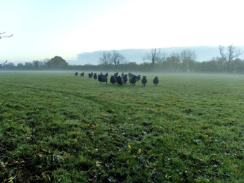 Sheep in the mist at Martins’ Meadows - Susan Stone 