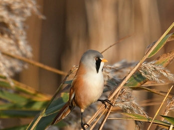 Bearded tit at Trimley Marshes - Carl Earrye