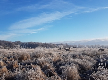 Frosty Redgrave & Lopham Fen – Debs Crawford