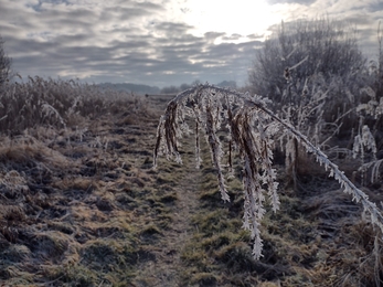 Frosty Redgrave & Lopham Fen – Debs Crawford