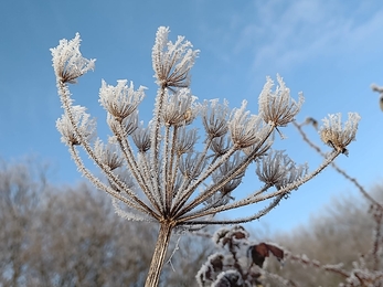 Frosty Redgrave & Lopham Fen – Debs Crawford