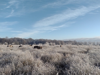 Frosty Redgrave & Lopham Fen – Debs Crawford