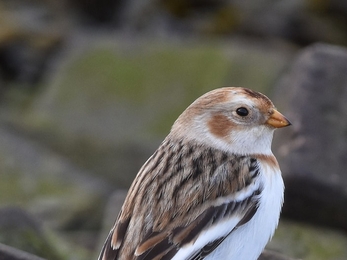 Snow bunting at Trimley Marshes – Carl Earrye  