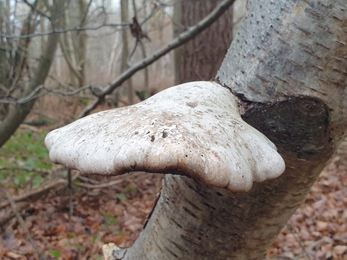 Birch polypore – Dan Doughty 