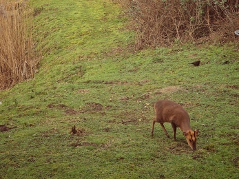 Muntjac deer - Anneke Emery 