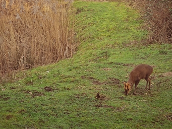 Muntjac deer - Anneke Emery 