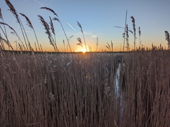 Hen Reedbeds sunset - Jamie Smith 