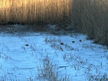 Bearded tits feeding – Andy Hickinbotham 