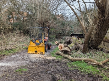 And after... shot of the fallen willow at Framlingham Mere, Rachel Norman. 