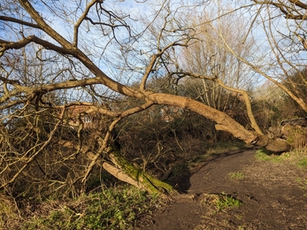 Fallen willow at Framlingham Mere, Rachel Norman 