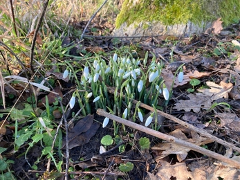 Snowdrops at Martin's Meadows, Ben Calvesbert