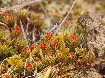 Bristly haircup moss at Wangford Warren, Joe Bell-Tye.