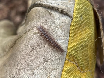 Flat-backed millipede, Anneke Emery 