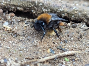 Andrena bicolor, Newbourne Springs, Ella Broom