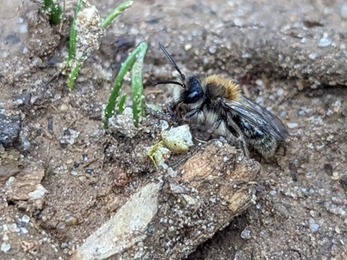 Andrena bicolor, Newbourne Springs, Ella Broom