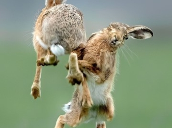 Brown hares, Trimley Marshes, Stephen Harper