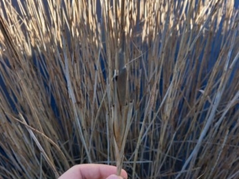 Cigar gall, Trimley Marshes, Rowan Tomsett