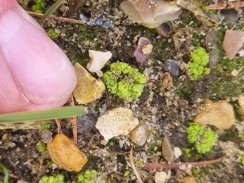 Balloonwort, Lackford Lakes, Joe Bell-Tye