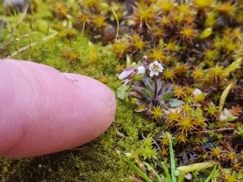 Common whitlowgrass, Lackford Lakes, Joe Bell-Tye