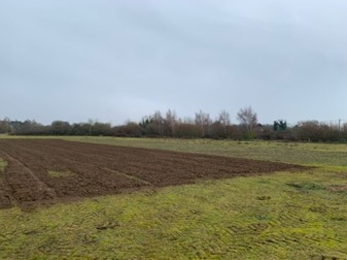 Breckland habitat maintenance, Lindsey Gray