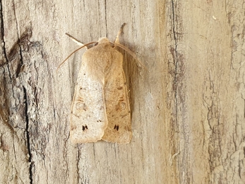 Twin-spotted Quaker, Church Farm, Dan Doughty 