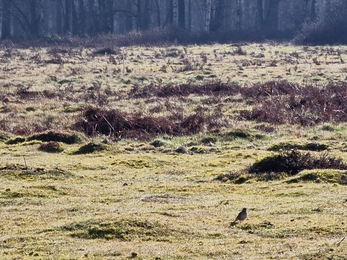 Skylark at Knettishall Heath, Anneke Emery 