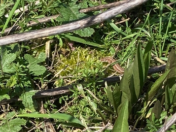 Common lizard sunbathing at Trimley Marshes – Joe Underwood 