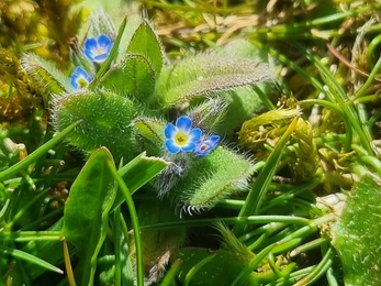 Early Forget-me-not at Lackford - Joe Bell-Tye 