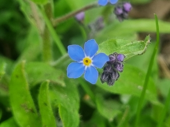 Field forget-me-not from Lackford – Joe Bell-Tye 