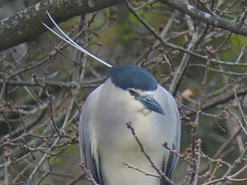 Night heron at Lound Lakes - Andrew Easton 