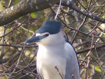 Night heron at Lound Lakes - Andrew Easton 