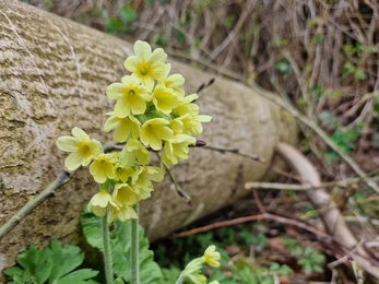 Oxlips at Bradfield Woods – Anneke Emery