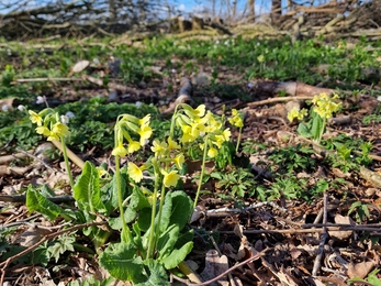 Oxlips at Bradfield Woods – Anneke Emery