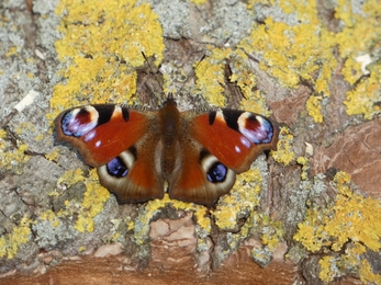 Peacock butterfly - Michael Andrews