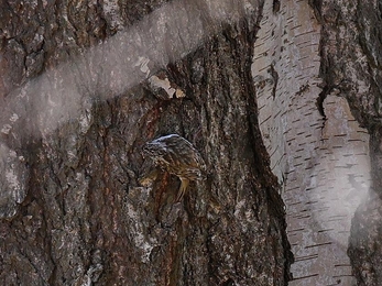 Spot the treecreeper, Robert Quadling 