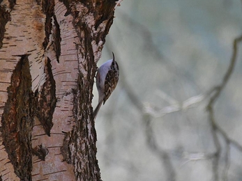 Treecreeper at Lound Lakes, Robert Quadling, April 23 